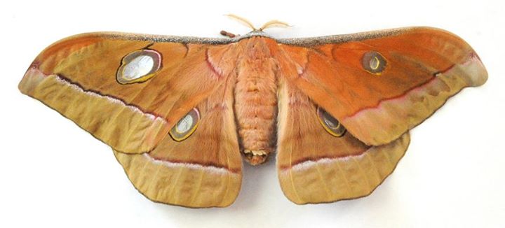 Antheraea jana (gynandromorph, unmounted) (Internet Image property of respective owner, non-commercial use only)